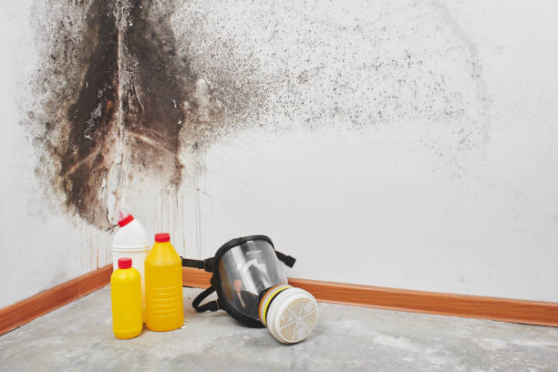 Best Attic Mold Removal  in San Marcos, CA