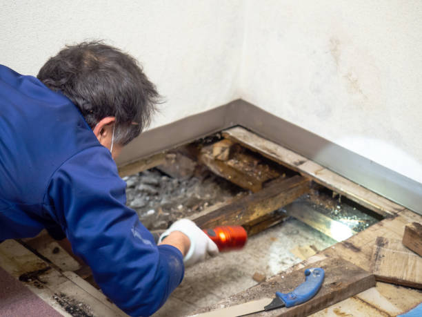  San Marcos, CA Mold Removal Pros