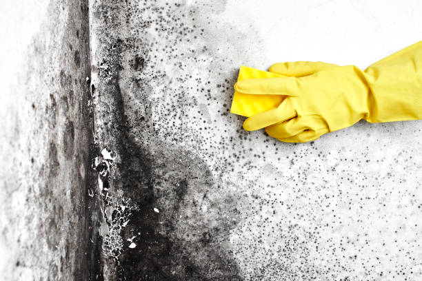Best Mold Removal and Inspection  in San Marcos, CA