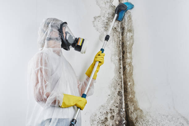 Mold Removal and Inspection in San Marcos, CA