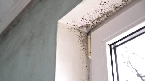 Best Residential Mold Removal  in San Marcos, CA