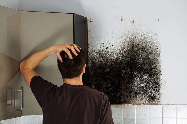 Reliable San Marcos, CA Mold Removal Solutions