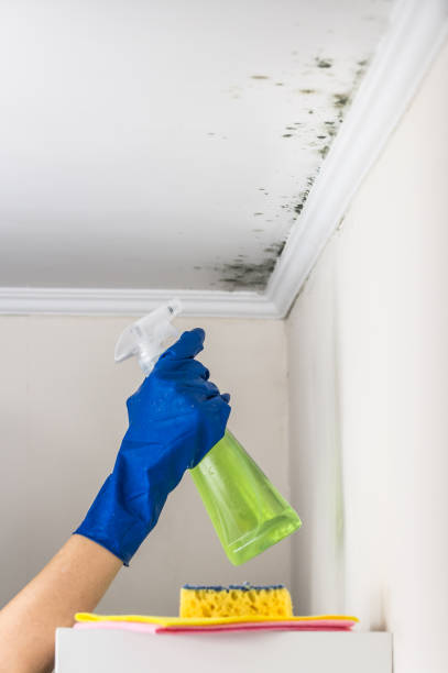 Best Attic Mold Removal  in San Marcos, CA