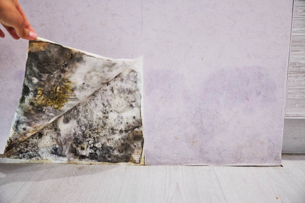Best Mold Removal Near Me  in San Marcos, CA